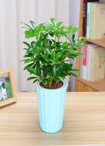 宁波奉化植物租摆