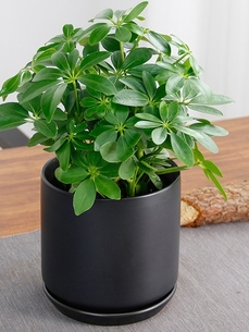 宁波奉化植物租赁专业，绿植美化你的办公空间