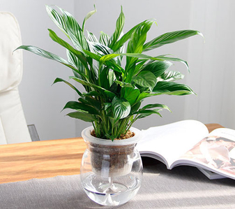 宁波慈溪绿化修剪哪家靠谱？这份指南请收好！