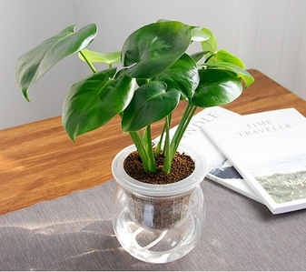 余姚绿化修剪公司：专业技艺，为城市绘就绿色新画卷