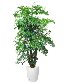 慈溪盆景租赁哪家好