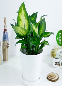 找花木出租？宁波镇海专业服务等你来